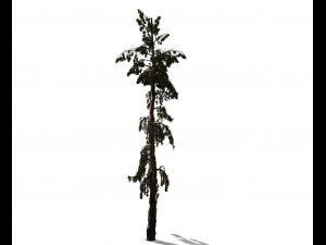 conifer tree 005 3D Model