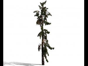 conifer tree 005 3D Model