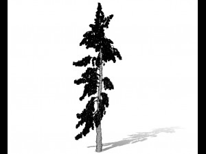 conifer tree 005 3D Model