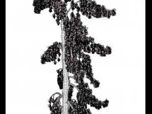conifer tree 005 3D Model