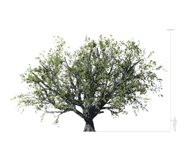 beech tree 001 - fagus grandifolia 3D मॉडल .c4d .max .obj .3ds .fbx .stl .blend 