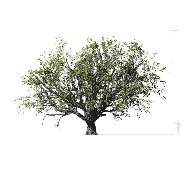 faia 001 - fagus grandifolia Modelo 3D .c4d .max .obj .3ds .fbx .stl .blend 