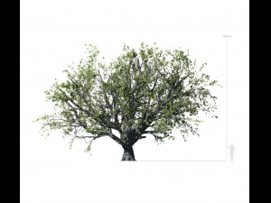 beech tree 001 - fagus grandifolia 3D Model