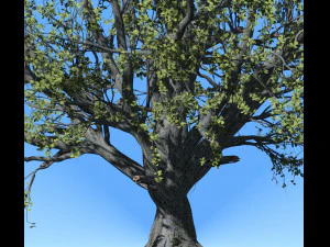 faia 001 - fagus grandifolia Modelo 3D