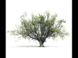 beech tree 001 - fagus grandifolia 3D मॉडल