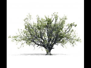 faia 001 - fagus grandifolia Modelo 3D