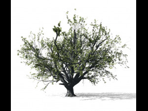 beech tree 001 - fagus grandifolia 3D मॉडल