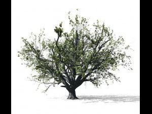 faia 001 - fagus grandifolia Modelo 3D