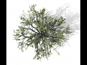 beech tree 001 - fagus grandifolia 3D मॉडल