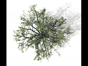 faia 001 - fagus grandifolia Modelo 3D
