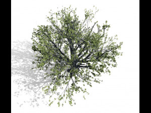 beech tree 001 - fagus grandifolia 3D मॉडल