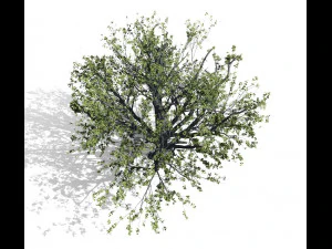 faia 001 - fagus grandifolia Modelo 3D