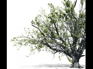 faia 001 - fagus grandifolia Modelo 3D