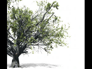 faia 001 - fagus grandifolia Modelo 3D