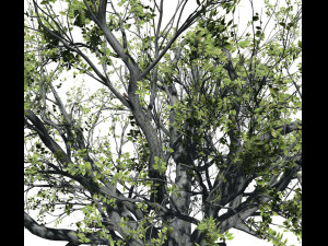beech tree 001 - fagus grandifolia 3D मॉडल