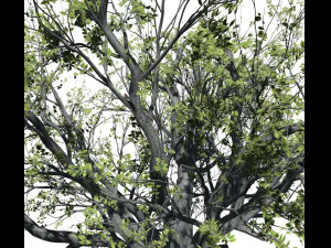 faia 001 - fagus grandifolia Modelo 3D