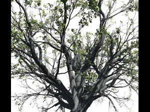 beech tree 001 - fagus grandifolia 3D मॉडल