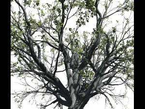 faia 001 - fagus grandifolia Modelo 3D