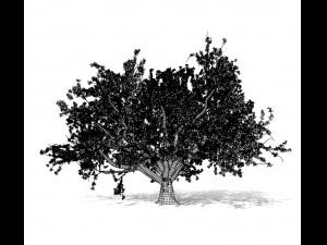 faia 001 - fagus grandifolia Modelo 3D