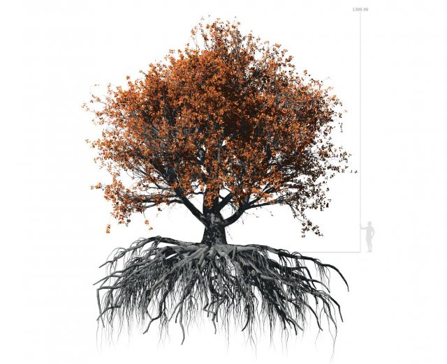 beech tree 002 - fagus grandifolia 3D मॉडल .c4d .max .obj .3ds .fbx .stl .blend 