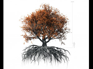 beech tree 002 - fagus grandifolia 3D Model