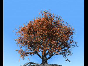 beech tree 002 - fagus grandifolia 3D मॉडल