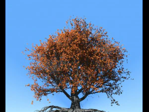 faia 002 - fagus grandifolia Modelo 3D