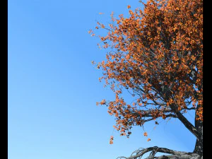 faia 002 - fagus grandifolia Modelo 3D