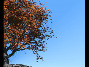 beech tree 002 - fagus grandifolia 3D मॉडल