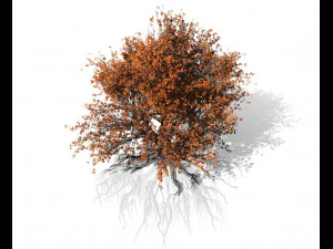 faia 002 - fagus grandifolia Modelo 3D