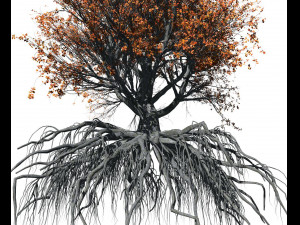beech tree 002 - fagus grandifolia 3D मॉडल