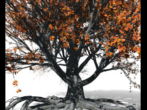 beech tree 002 - fagus grandifolia 3D मॉडल