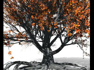 faia 002 - fagus grandifolia Modelo 3D