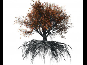 beech tree 002 - fagus grandifolia 3D मॉडल