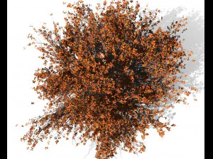 faia 002 - fagus grandifolia Modelo 3D