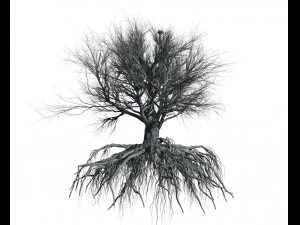 faia 002 - fagus grandifolia Modelo 3D