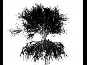 faia 002 - fagus grandifolia Modelo 3D