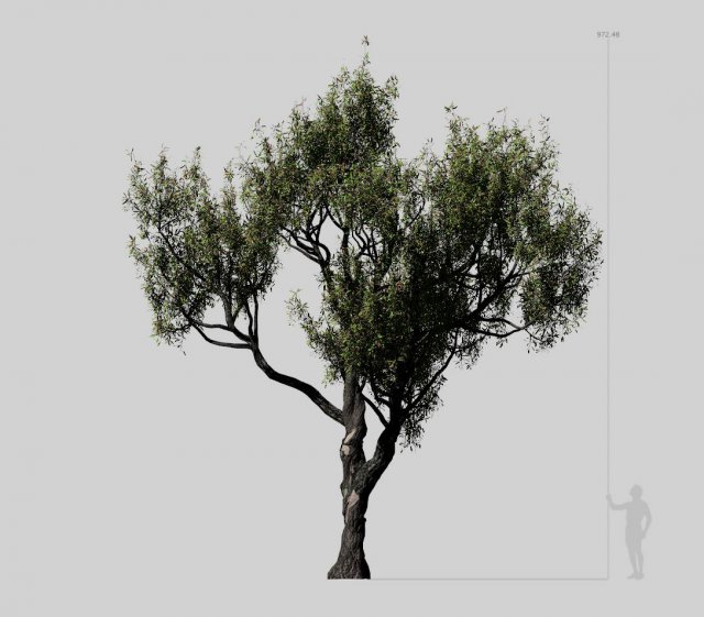 american chestnut tree 001 - castanea dentata 3D Model .c4d .max .obj .3ds .fbx .stl .blend 