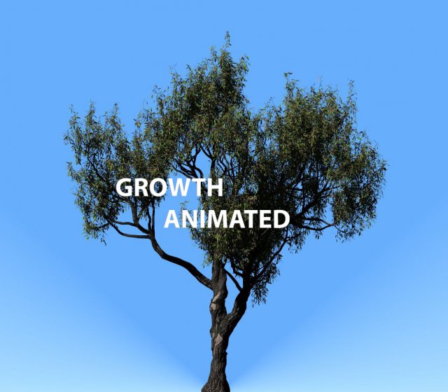 american chestnut tree 001 - growth animated 3D 모델 .c4d .max .obj .3ds .fbx .stl .blend 