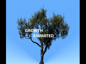 american chestnut tree 001 - growth animated 3D Model