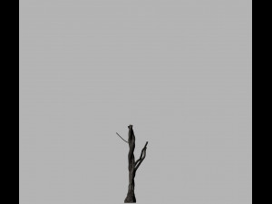 american chestnut tree 001 - growth animated 3D 모델