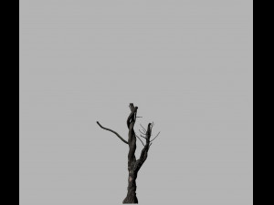 american chestnut tree 001 - growth animated 3D 모델