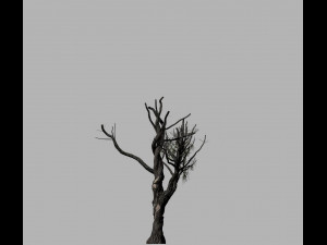 american chestnut tree 001 - growth animated 3D 모델