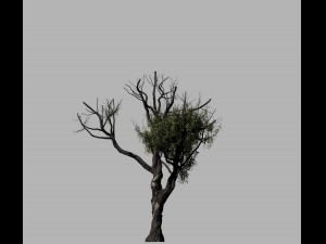 american chestnut tree 001 - growth animated 3D 모델