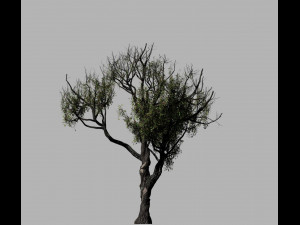 american chestnut tree 001 - growth animated 3D 모델