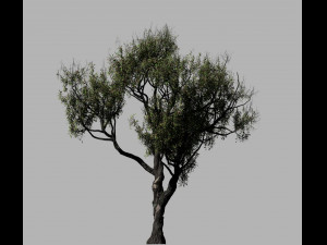 american chestnut tree 001 - growth animated 3D 모델