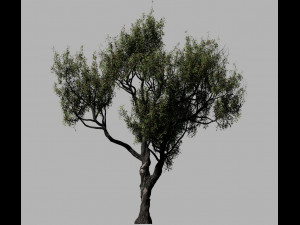 american chestnut tree 001 - growth animated 3D 모델