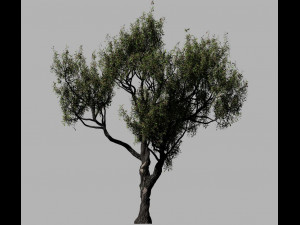 american chestnut tree 001 - growth animated 3D 모델