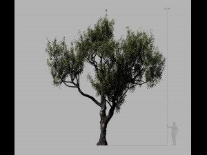 american chestnut tree 001 - growth animated 3D 모델