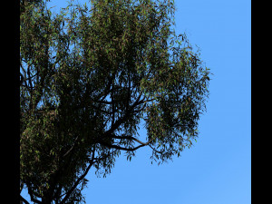 american chestnut tree 001 - growth animated 3D 모델
